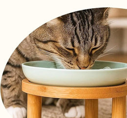 Tabby cat eating from the pale green plate on the bamboo stand