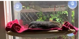 Dark cat lying on a red blanket on a suction-cup window hammock fixed to a window, with a garden outside