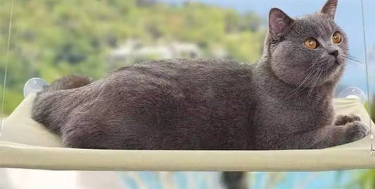 Grey cat lying on a beige suction-cup window perch fixed to the glass, with hills and greenery outside