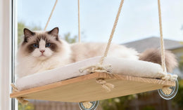 Ragdoll-type cat on a wooden window hammock with a cream cushion, hung on cotton ropes, with clear suction cups under the board pressed to the glass